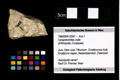 Foto (Objekt + Etikett) von Cengodromites ovale  (NHMW-GEO-1990-0041-2591)